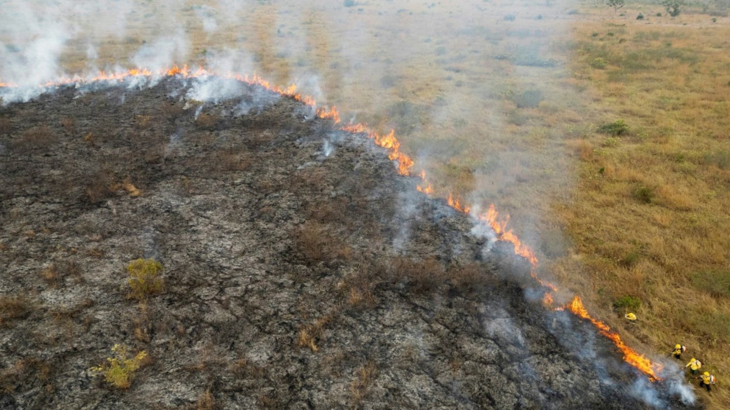 Brand in Urwald