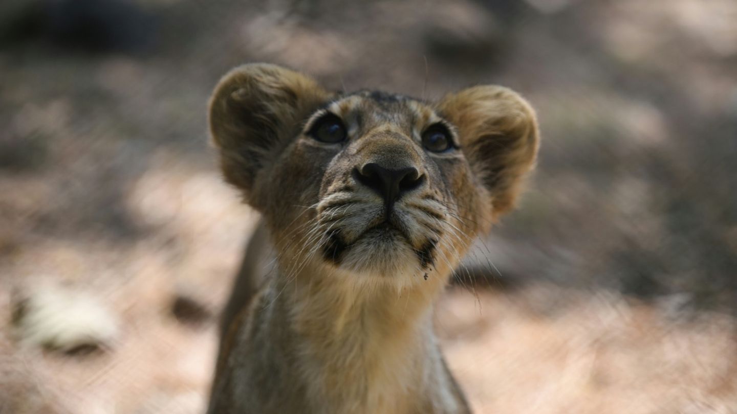 Asiatische Löwen sind etwas kleiner als Afrikanische Löwen