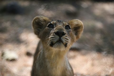 Asiatische Löwen sind etwas kleiner als Afrikanische Löwen