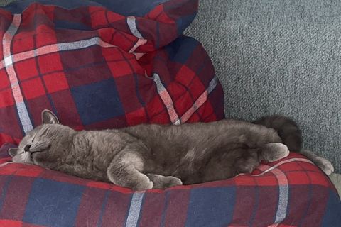Katze auf Diät: Günther muss abnehmen