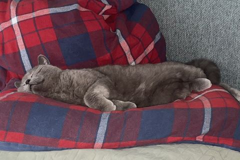 Katze auf Diät: Günther muss abnehmen