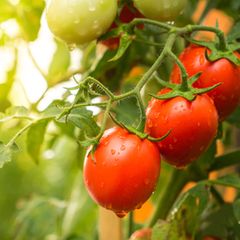 Tomatenpflanze