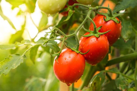 Tomatenpflanze