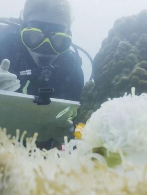 Taucher nehmen die Größe von Clownfischen auf
