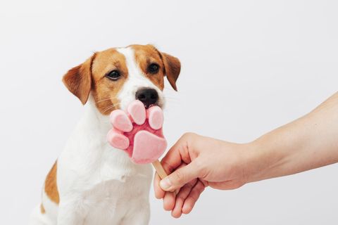 Ein Jack Russell Terrier isst Eiscreme vor einem weißen Hintergrund.