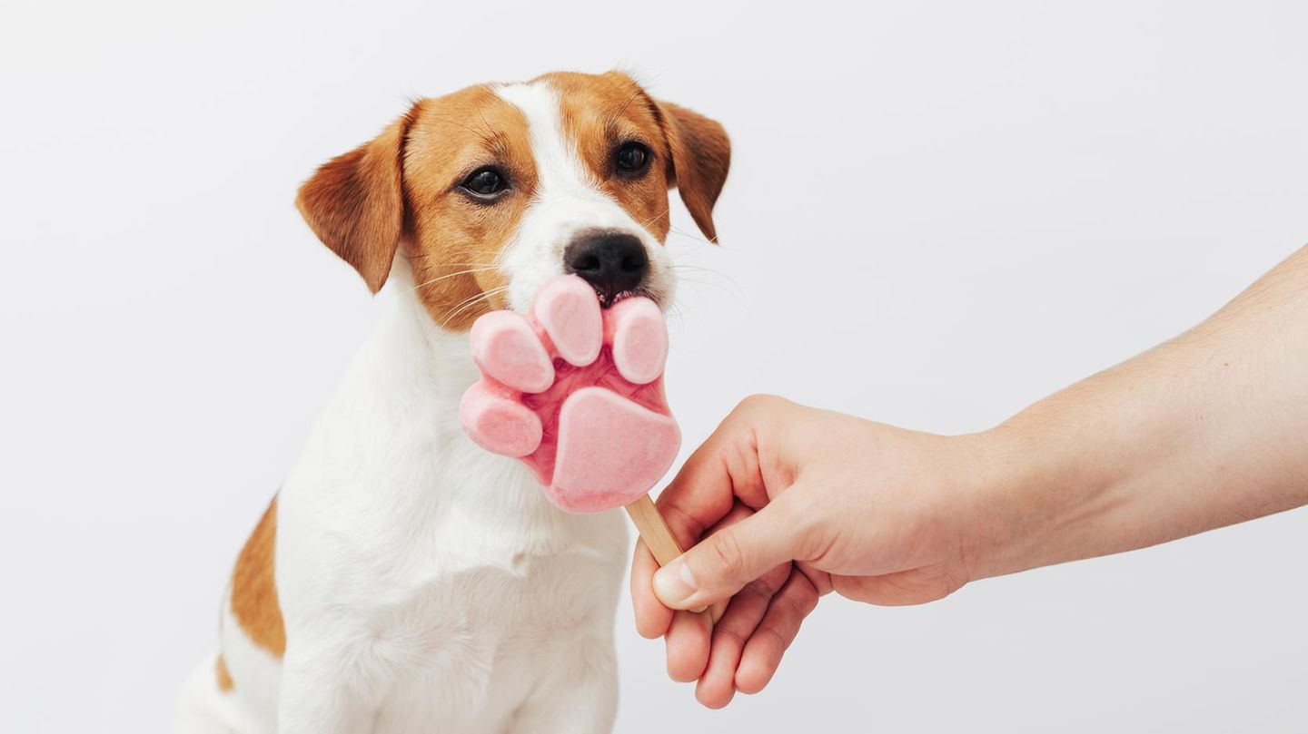 Köpek dondurmasını kendiniz yapın: kürk burunlarını soğutan 3 tarif