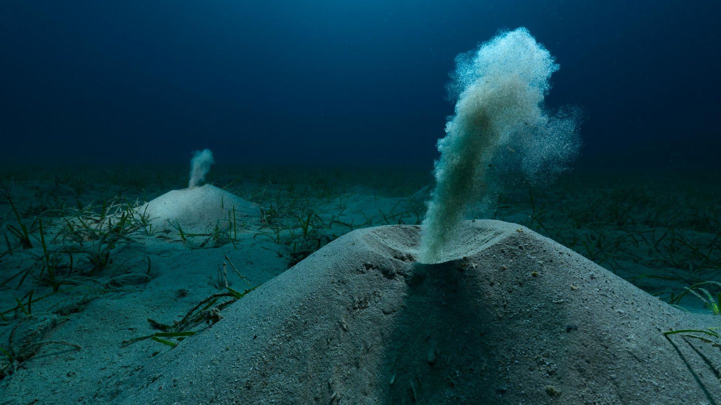 Unsichtbare Gärtner der Meere Würmer spülen Sand aus ihren Verstecken, was wie kleine Vulkane aussieht