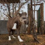 Tapir Valente, hat Verbände an den Hufen