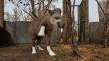 Tapir Valente, hat Verbände an den Hufen