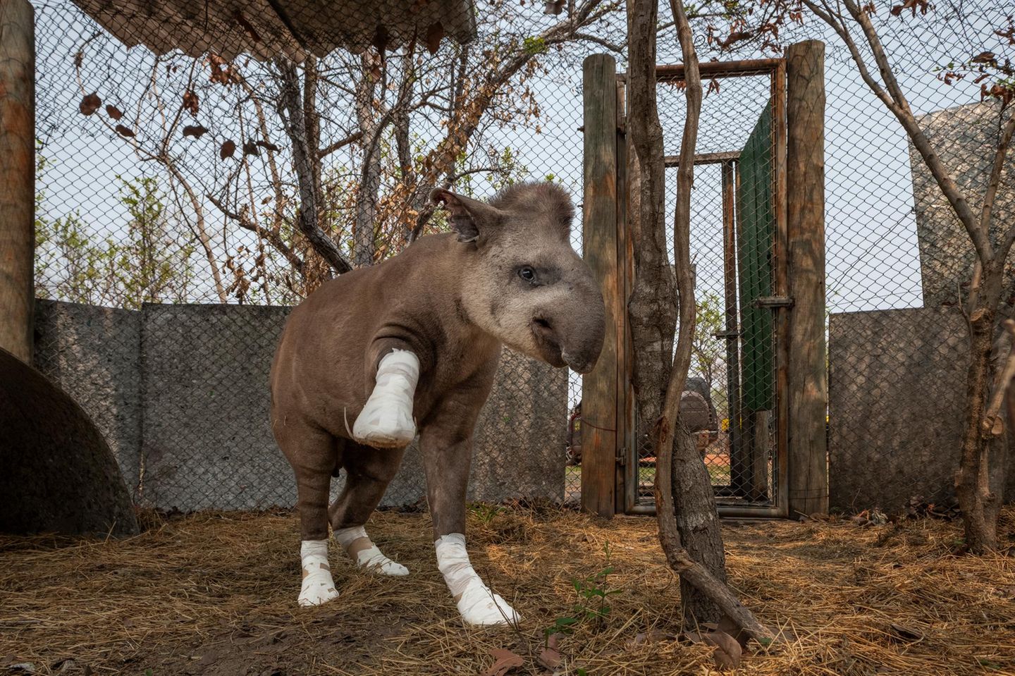 Tapir Valente, Überlebender der Flammen Tapir Valente, hat Verbände an den Hufen