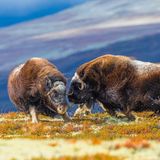 Zwei Moschusochsenkühe duellieren