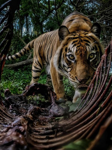 Ein Sumatra-Tiger schaut direkt in die Kamera, um ihn herum ein Kadaver