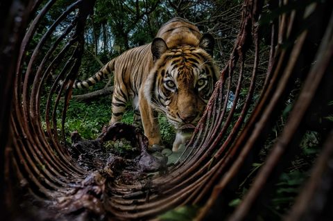 Ein Sumatra-Tiger schaut direkt in die Kamera, um ihn herum ein Kadaver