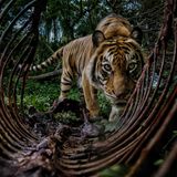 Ein Sumatra-Tiger schaut direkt in die Kamera, um ihn herum ein Kadaver