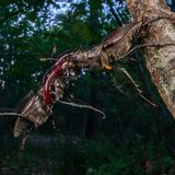 Zwei Hirschkäfer kämpfen und klammern sich aneinander, der eine droht zu stürzen