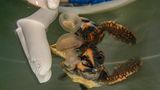 Eine junge Schildkröte darf zum ersten Mal eine Qualle fressen