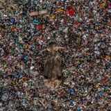 Ein Elefant läuft durch ein Meer aus Müll