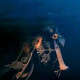 Ein Blatt-Seepferdchen