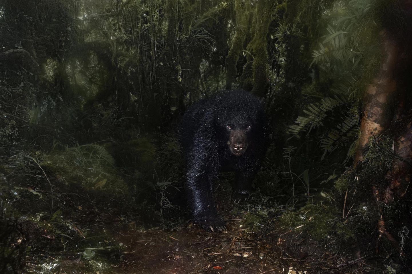 Das Schattenwesen Ein Brillenbär, kaum zu erkennen, tritt aus dem Regenwald hervor