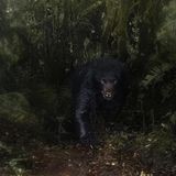 Ein Brillenbär, kaum zu erkennen, tritt aus dem Regenwald hervor