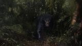 Ein Brillenbär, kaum zu erkennen, tritt aus dem Regenwald hervor