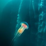 Eine bunte Qualle schwebt im Wasser