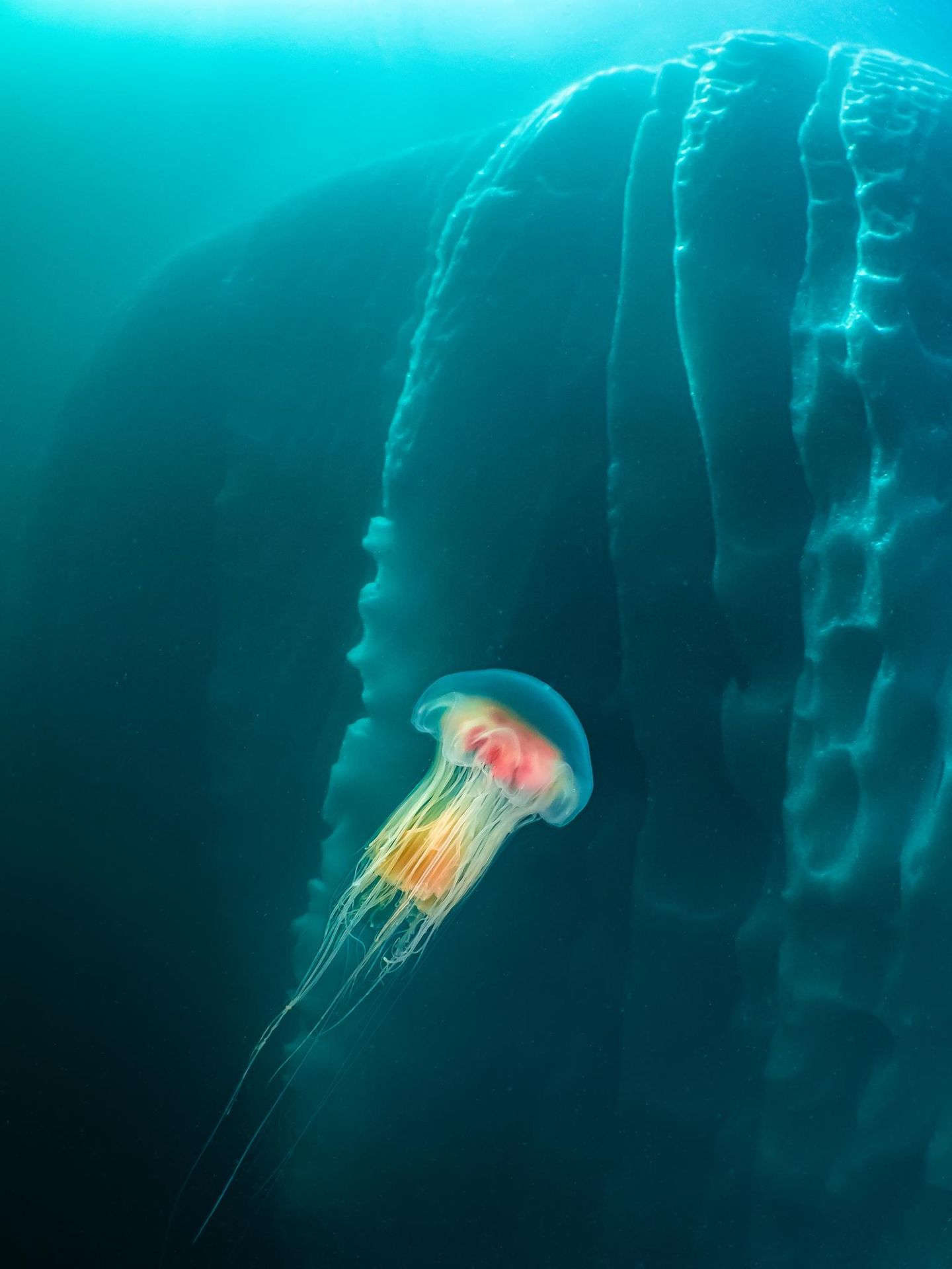 Leuchtendes Beispiel Eine bunte Qualle schwebt im Wasser