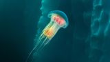 Eine bunte Qualle schwebt im Wasser
