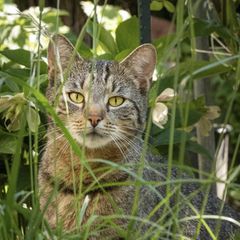 Eine Katze sitzt im Gras