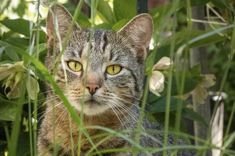 Eine Katze sitzt im Gras