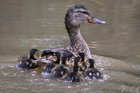 Ente mit Küken