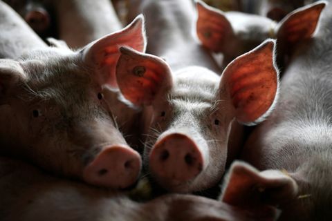 Schweine in einem Stall