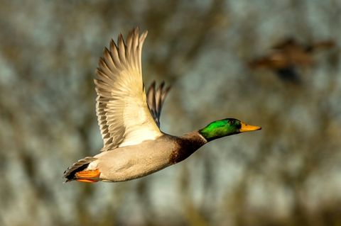 Ente im Flug