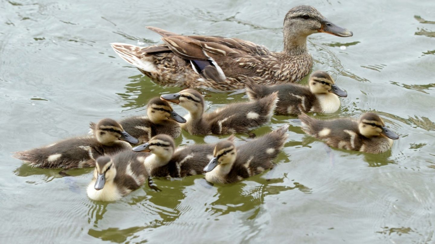 Ente mit Nachwuchs auf einem Fluss