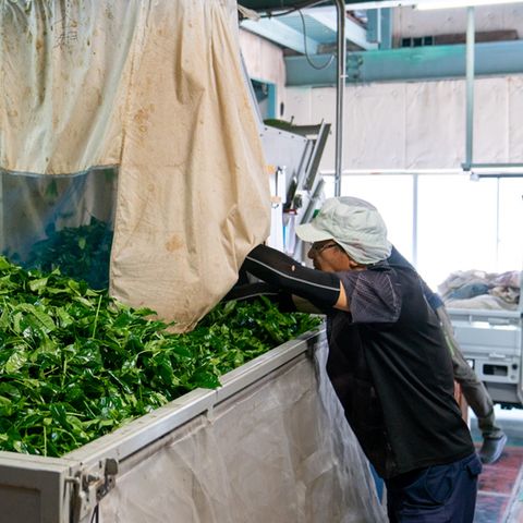 Arbeiter kümmert sich um die Matcha Blätter