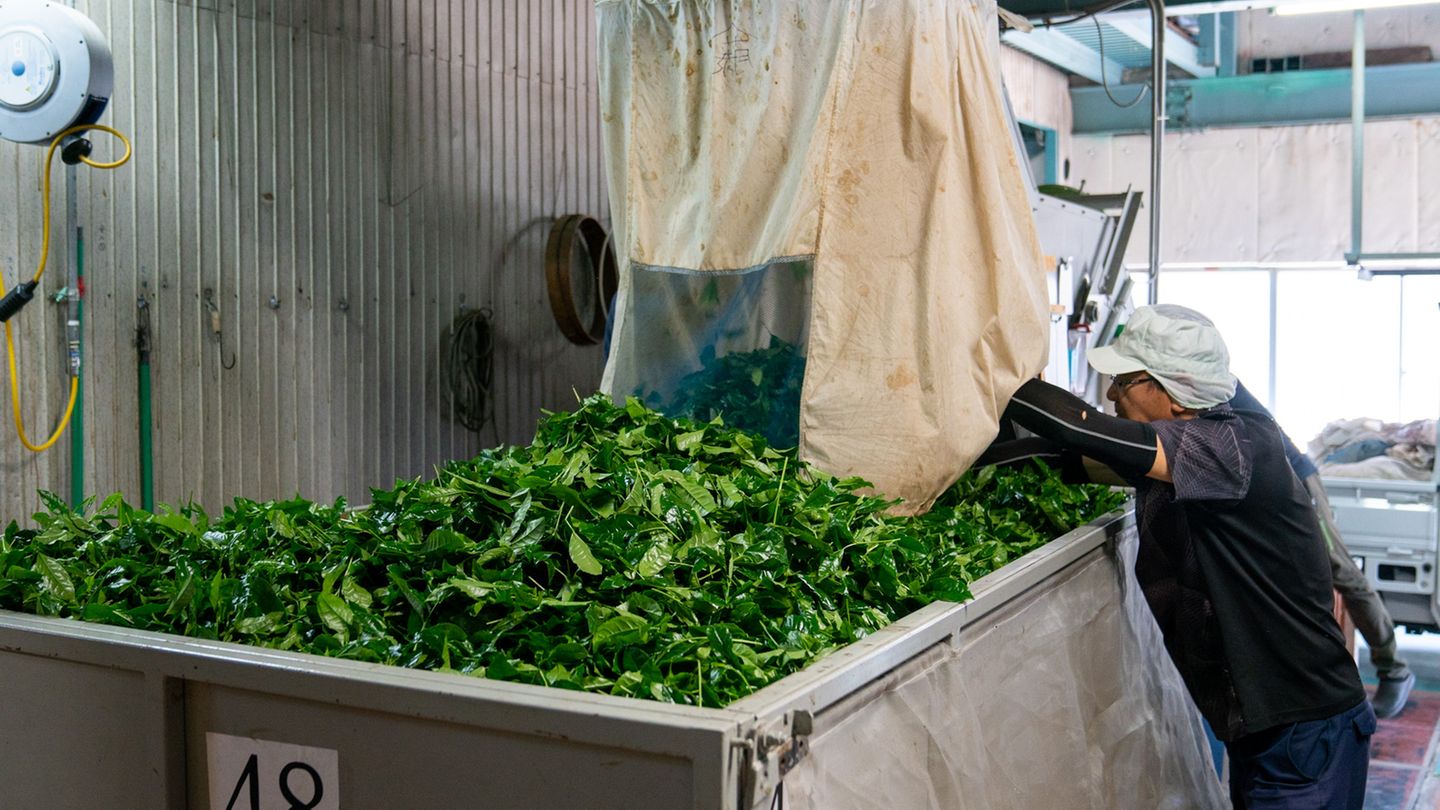 Arbeiter kümmert sich um die Matcha Blätter