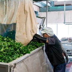 Arbeiter kümmert sich um die Matcha Blätter