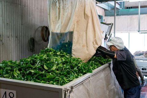 Arbeiter kümmert sich um die Matcha Blätter