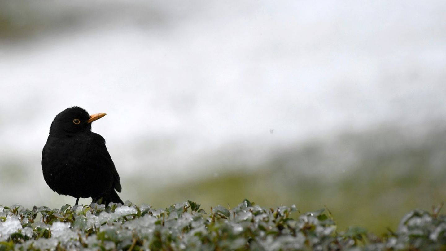 Amsel in Park