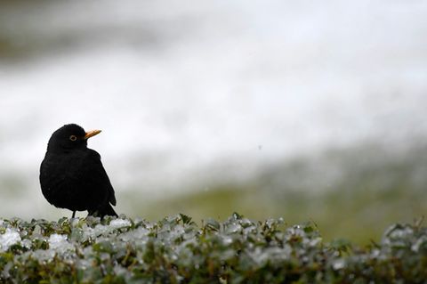Amsel in Park