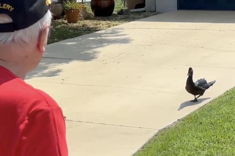 Eine Moschusente läuft auf der Zufahrt eines Hauses in Florida