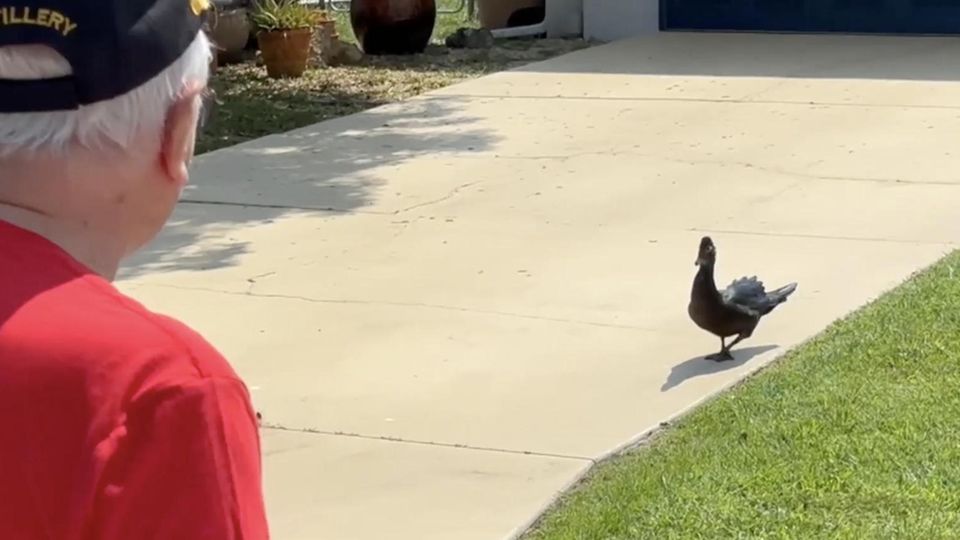 Diese Aggro-Ente tyrannisiert US-Bewohner: "Meine Hand blutete" Eine Moschusente läuft auf der Zufahrt eines Hauses in Florida
