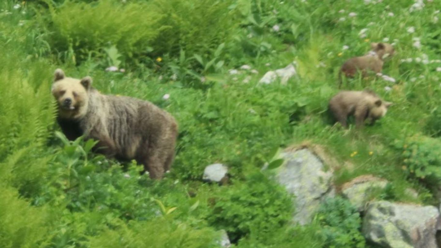 In der Slowakei leben nach Schätzungen etwa 1200 Bären in der Wildnis