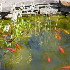 Koi-Fische, die im Sommer in einem Teich in einem japanischen Garten schwimmen