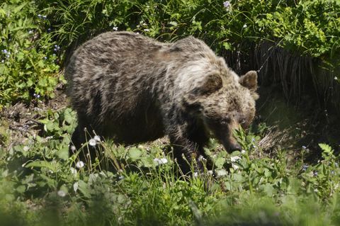 Ein Braunbär ist im Tal Zadné Me·odoly in Tatranská Javorina in der Slowakei unterwegs