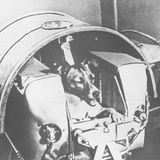 Tiere im Weltall: Hund Laika