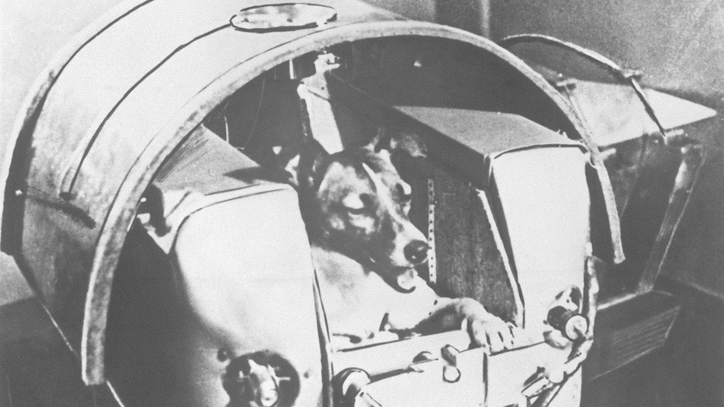 Tiere im Weltall: Hund Laika