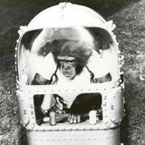 Tiere im Weltall: Schimpanse Ham in seiner Kapsel