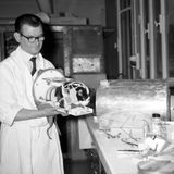 Tiere im Weltall: Katze Félicette