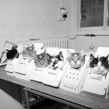 Tiere im Weltall: Katzen